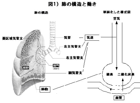 図１）　肺の構造と働き